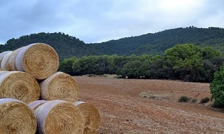Balas de cereal recolectado en campos, cielo azul, bosque, era de cereal segado